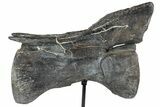 Dinosaur (Camarasaurus) Caudal Vertebrae - Metal Stand #77939-3